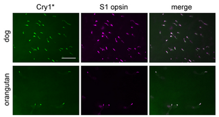 Images of the photoreceptor layer in the retinas of dogs and orangutans. Cryptochrome 1 can be seen in immunofluroscent green. Credit: Christine Niessner et al., 2016/Nature Scientific Reports
